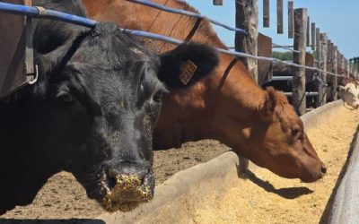 Faena bovina sigue en descenso, acumulado anual registra caída de 24,2%