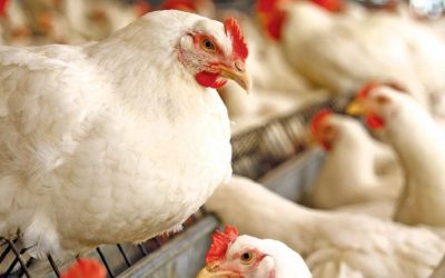 Carne aviar paraguaya amplía mercados con apertura de Emiratos Árabes