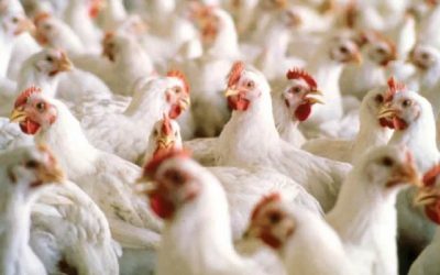Carne avícola paraguaya logra acceso a Taiwán en un contexto de crecimiento exportador​
