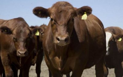 Faena bovina continúa descendiendo, explicado por la caída en todas las categorías.