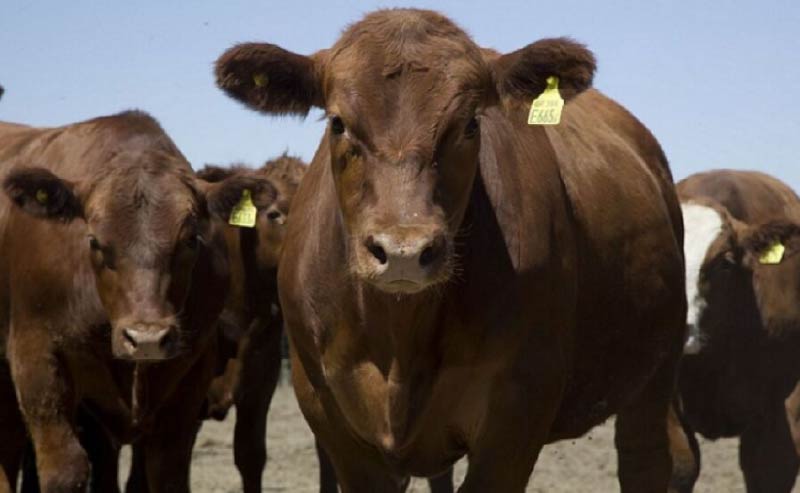 Faena Bovina vacas Vacas