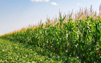 El USDA proyecta abundante oferta global de granos para la campaña 2026/27