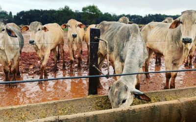 La faena de bovinos se contrae en el primer semestre