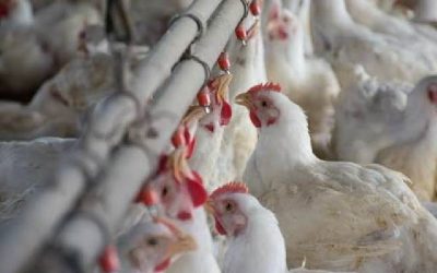 Carne aviar gana impulso y se asienta en nuevos mercados