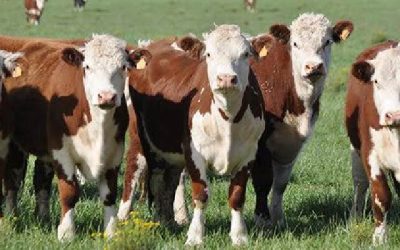 Menor faena reduce el volumen de carne producido​