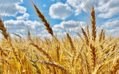 La abundante oferta global de granos plantea nuevos desafíos para el sector paraguayo