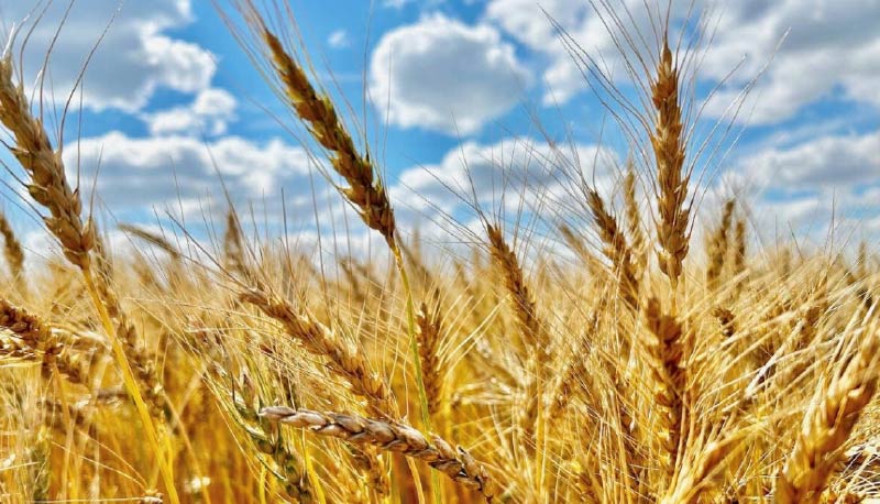 La abundante oferta global de granos plantea nuevos desafíos para el sector paraguayo