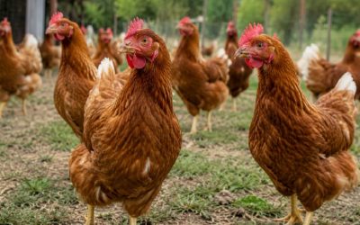 Carne aviar amplía su presencia en nuevos mercados.
