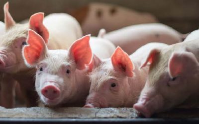 Carne porcina expande exportaciones e ingresa a nuevo mercado
