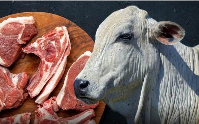 Las exportaciones de carne bovina continúan con una contracción interanual