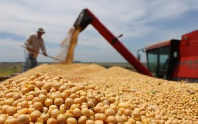 La molienda de oleaginosas cierra el primer semestre con buen dinamismo