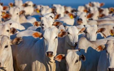 Ritmo de faena de bovinos continúa por debajo de lo registrado en el año anterior
