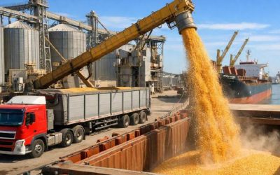 Molienda de oleaginosas se mantiene con un buen rendimiento​