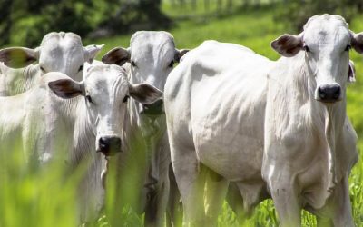 Continúa la contracción de la faena bovina en un contexto de retención de vientres
